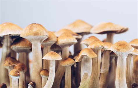 The underground market for magic mushroom spores